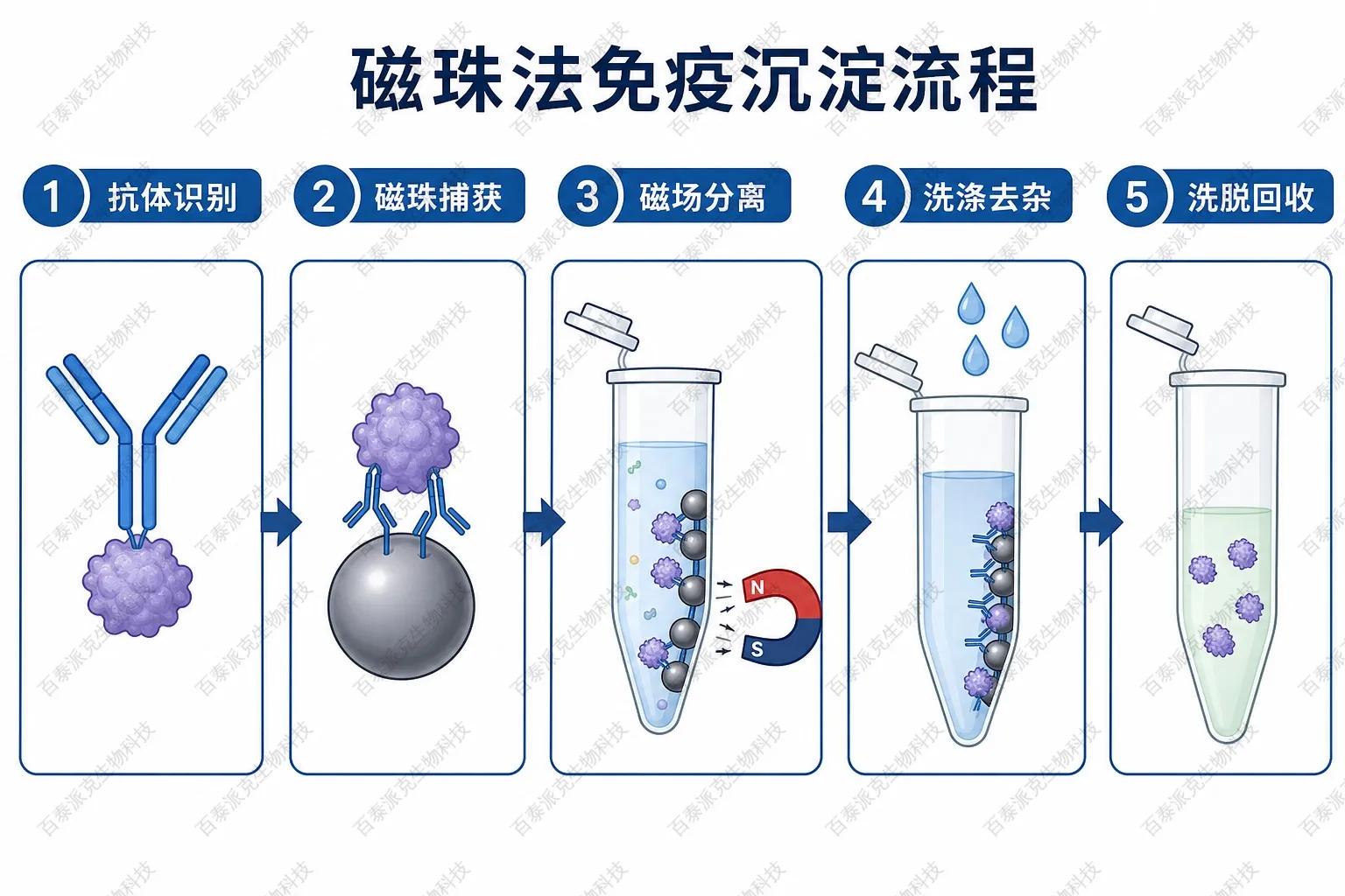 磁珠IP基本流程示意图 磁珠IP基本流程示意图