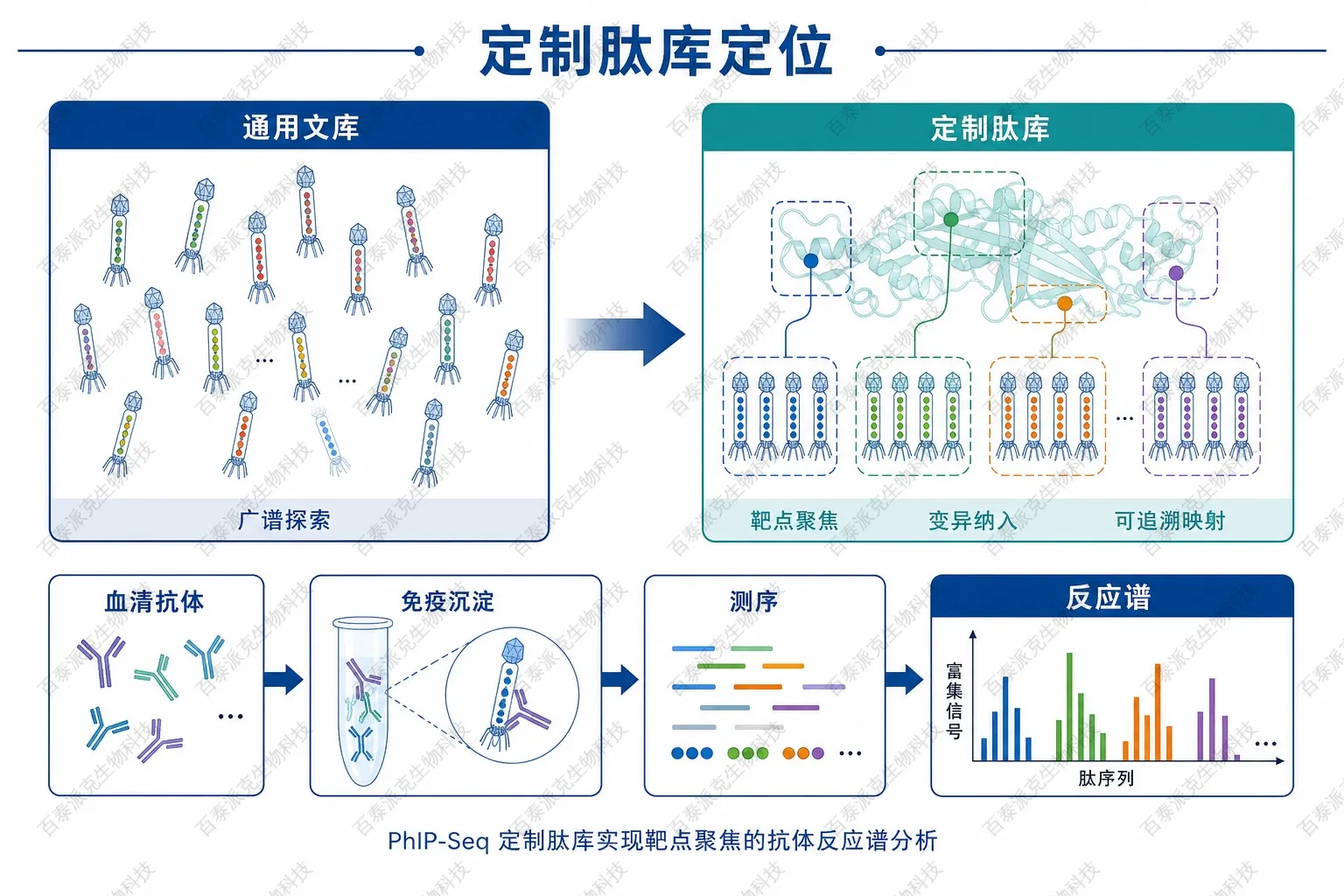 定制肽库在筛选中的定位示意图 定制肽库在筛选中的定位示意图