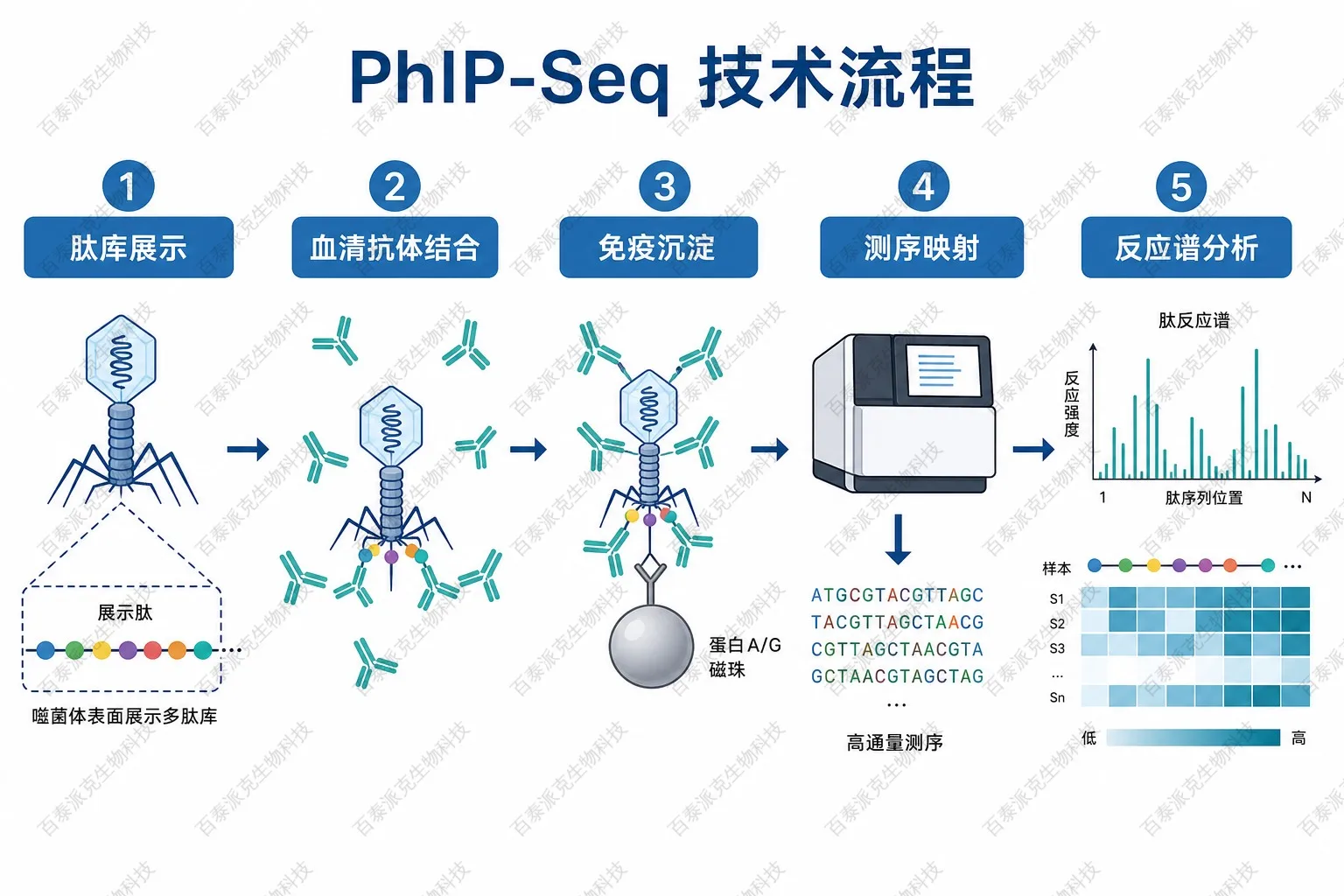 PhIP-Seq技术流程示意图 PhIP-Seq技术流程示意图