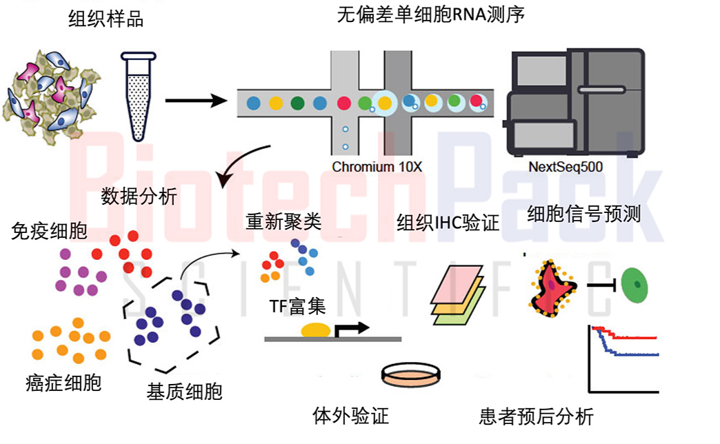 心脏组织单细胞测序