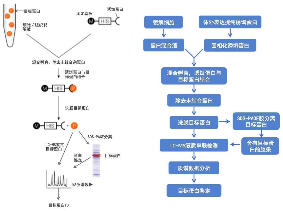 免疫共沉淀流程图图片