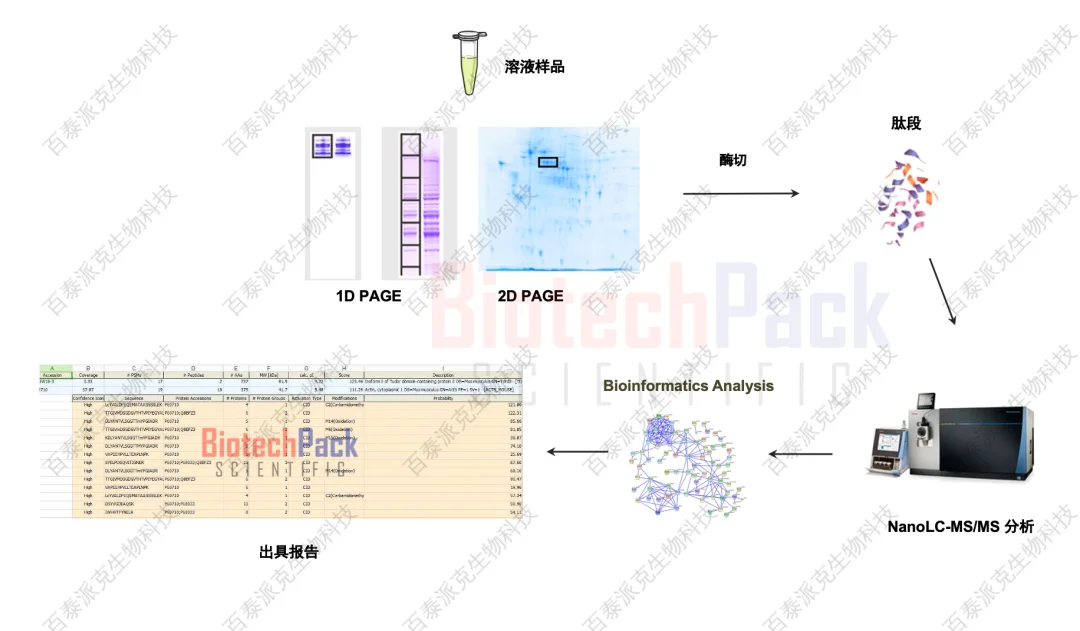 蛋白質譜檢測蛋白互作網絡的構建與分析