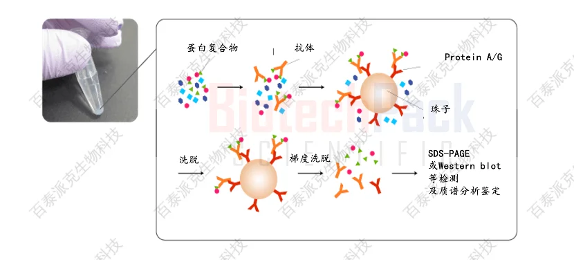 20231016-7707-20221219-0494-百泰派克蛋白相互作用分析示意图.png