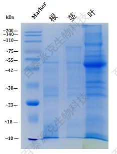 plant-root-stem-and-leaf-protein-extraction-kit