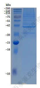 mitochondrial-protein-extraction-kit