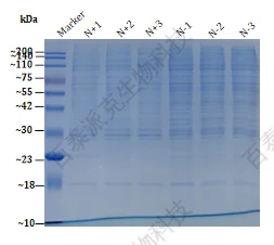 nuclear-protein-extraction-kit