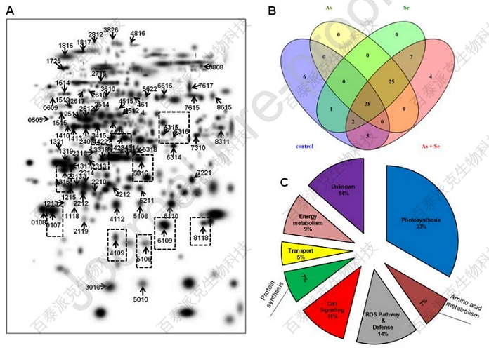 20221219-0055-不同暴露对照、As、Se和AsSe下水稻叶片的蛋白组学分析.png