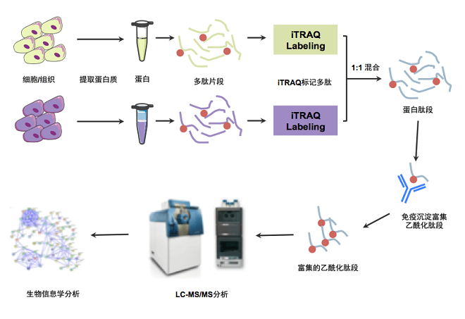 乙酰化定量蛋白组学分析流程