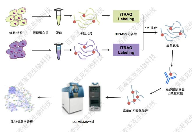 20221219-0115-image-乙酰化定量蛋白组学分析流程.png