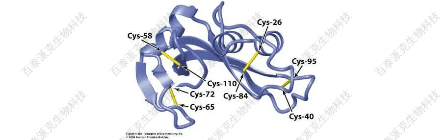 20221219-0228-蛋白质二硫键位点测定.jpg
