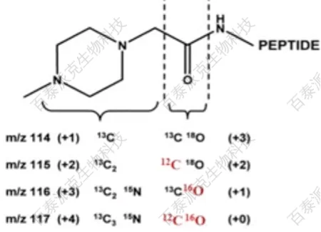 20221219-0277-iTRAQ标签的同位素标记.png