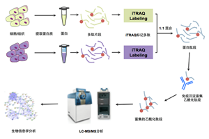 乙酰化修饰蛋白质组学分析