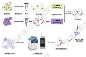 20221219-0622-乙酰化修饰蛋白质组学分析.png