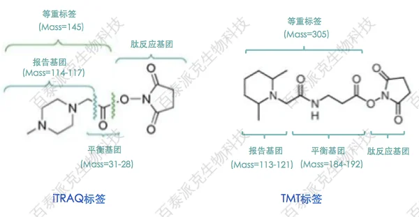 20221219-0750-image-iTRAQ%E5%92%8CTMT%E6%A0%87%E7%AD%BE%E7%BB%93%E6%9E%84%E5%9B%BE.png
