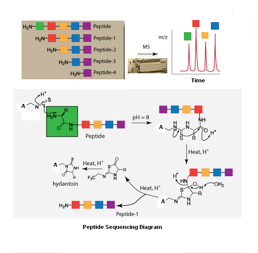 百泰派克生物科技提供基于Edman降解对蛋白质（多肽）进行N端氨基酸序列分析的技术服务.