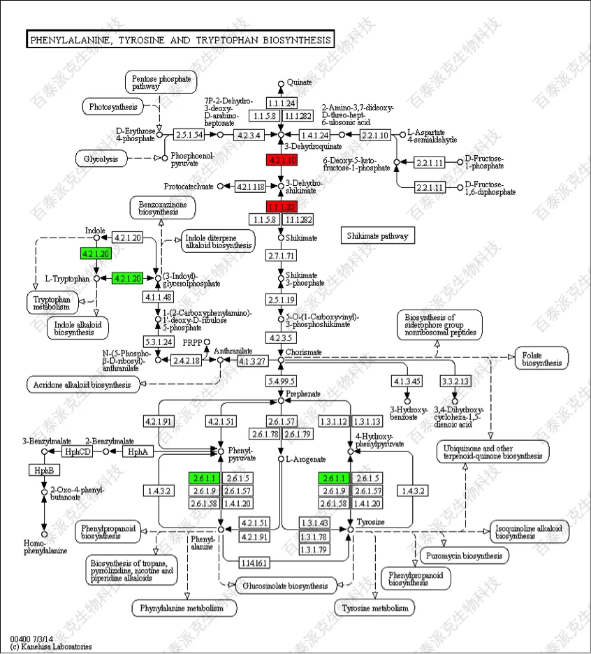 20221219-1057-KEGG注释结果通路图.png