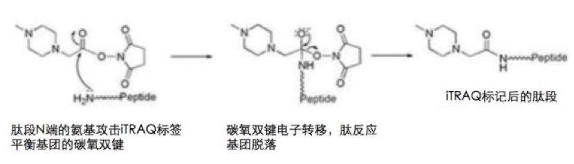 20221219-1108-肽段标记反应过程.png