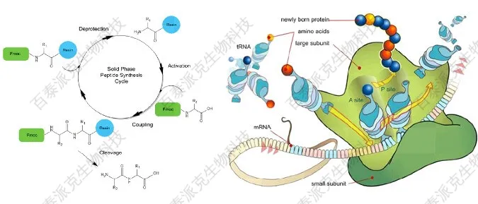 20221219-1280-多肽固相合成原理百泰派克BiotechPack主要采用Fmoc合成法.jpg