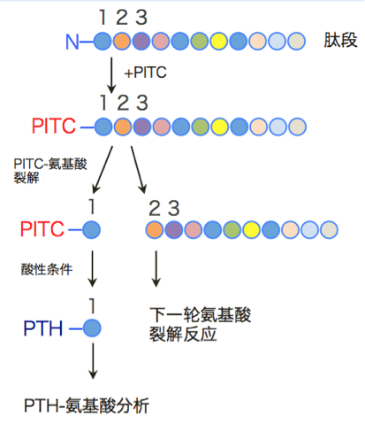 20221219-1282-蛋白质Edman测序流程.png