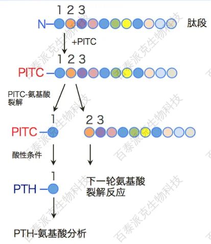 20221219-1282-蛋白质Edman测序流程.png
