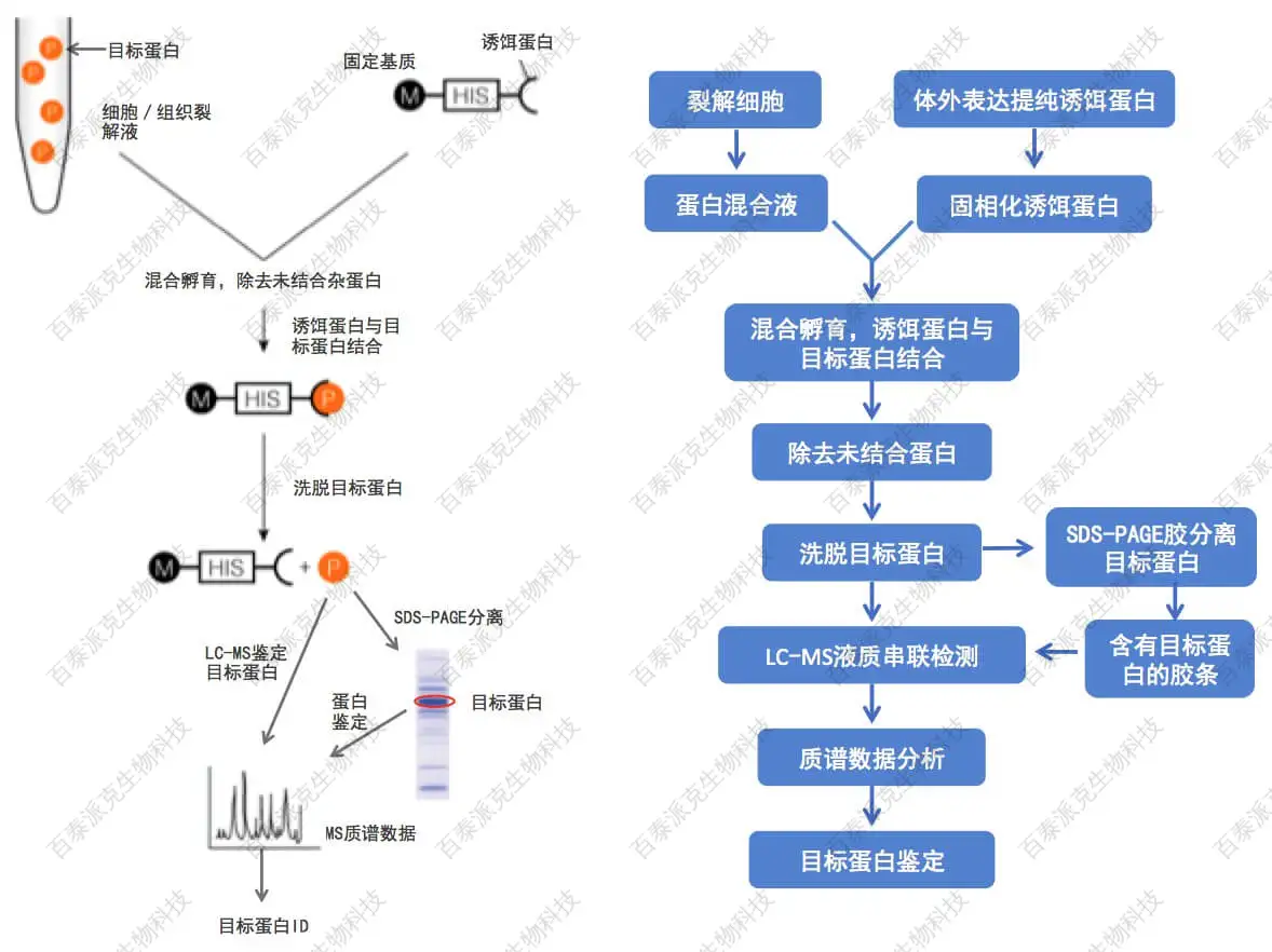 20221219-1355-Pull-down蛋白鉴定流程.jpg