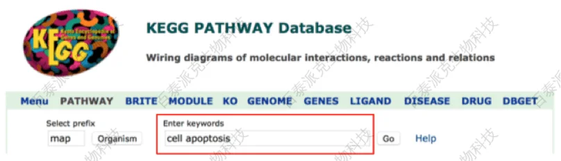 KEGG Pathway功能绘制通路图|北京百泰派克生物科技有限公司