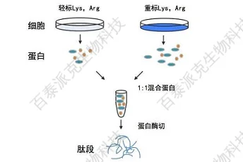 20221219-1886-SILAC蛋白组.png