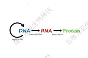 20221219-1900-蛋白组与转录组联合分析.png