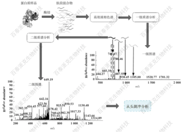 20221219-1920-蛋白质从头测序的分析流程图.png