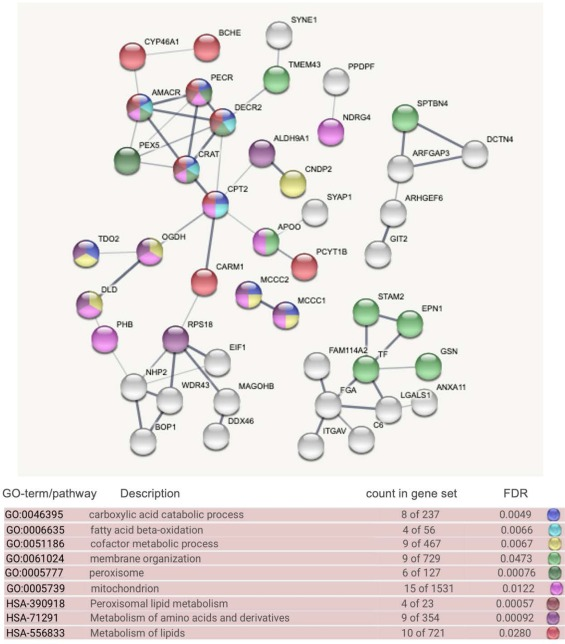20221219-2380-L-PFAS和H-PFAS组鳕鱼肝脏中差异表达的76种蛋白质的STRING相互作用网络.png