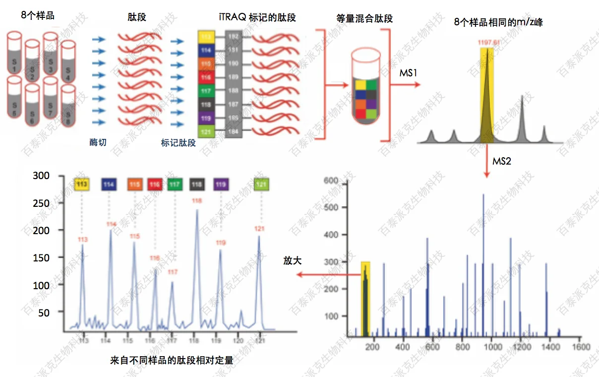 20221219-2401-image-iTRAQ8-plex定量蛋白组学分析流程.png