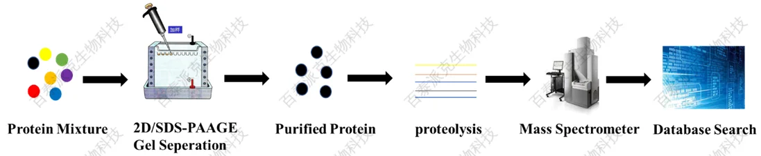 20221219-2503-肽质量指纹图谱分析过程.png
