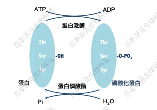 20221219-2703-蛋白质磷酸化修饰反应过程.png