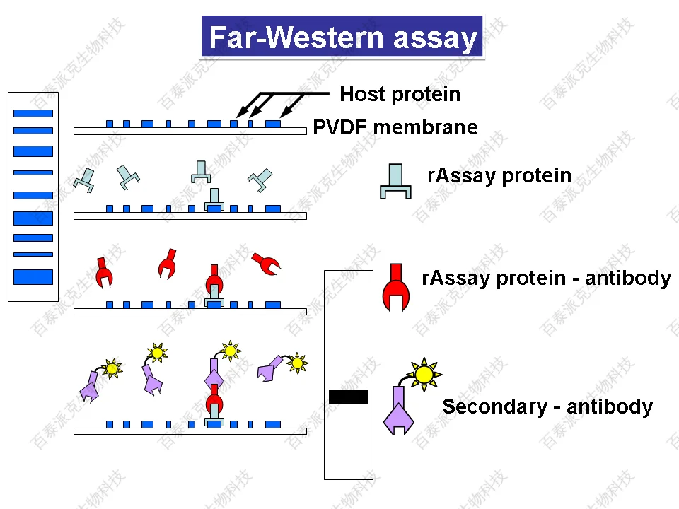 20221219-2961-Far-WesternBlot%E5%88%86%E6%9E%90.png