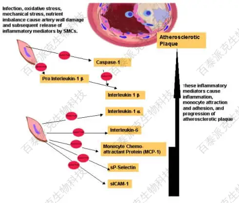 20221219-3099-CardiovascularDiseases心血管疾病－流式细胞因子检测.jpg