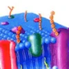 20221219-3124-ab-glycoprotein-analysis3.png