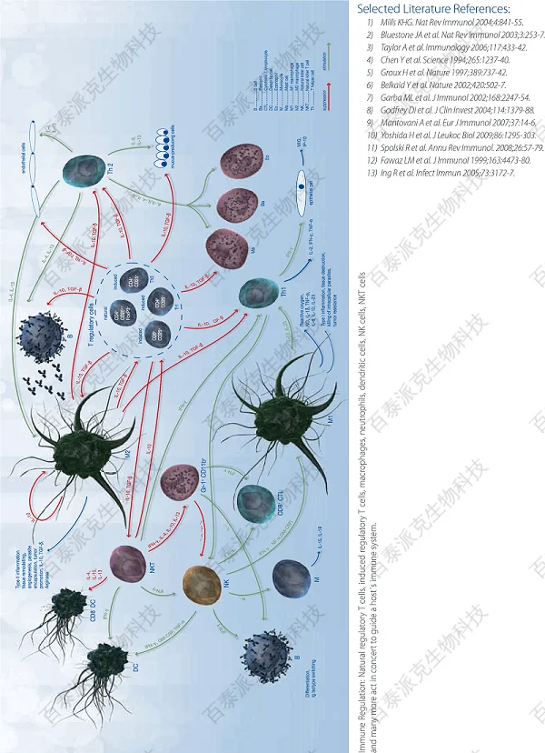 20221219-3126-ImmuneRegulation免疫调节相关因子－流式细胞因子检测1.png