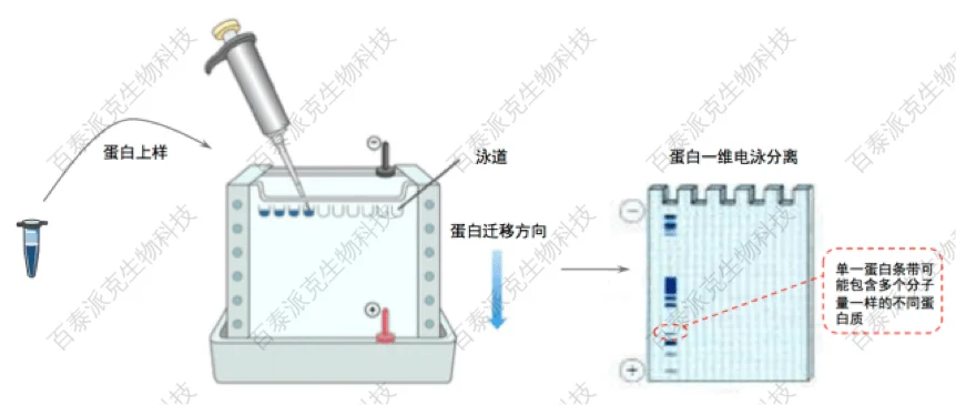 20221219-3253-蛋白质一维电泳分离.png