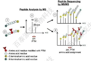 20221219-3261-质谱分析蛋白翻译后修饰.png