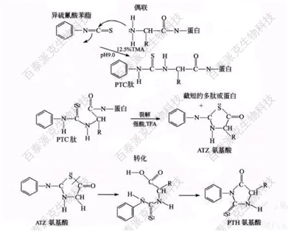 20221219-3316-Edman降解的化学原理.png