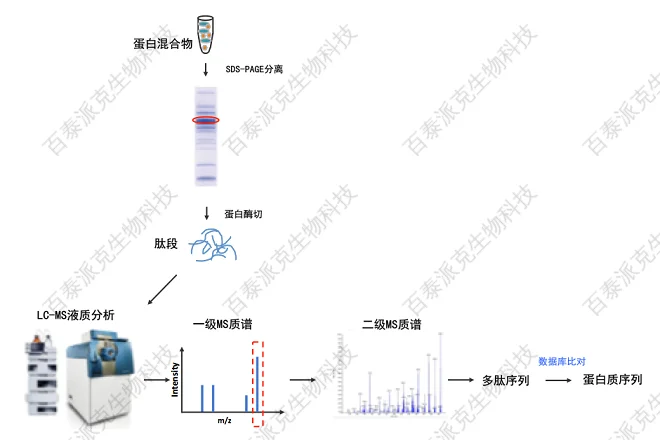 20221219-3485-蛋白质测序流程2.png