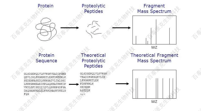 20221219-3546-HPLC%E8%B4%A8%E9%87%8F%E8%82%BD%E8%B0%B1%E5%9B%BE.jpg