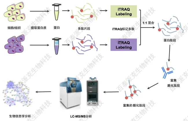 20221219-3604-酰化定量蛋白质组研究.png