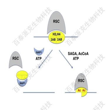组蛋白乙酰化研究方法