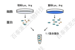 20221219-3745-标记定量蛋白质组学.png