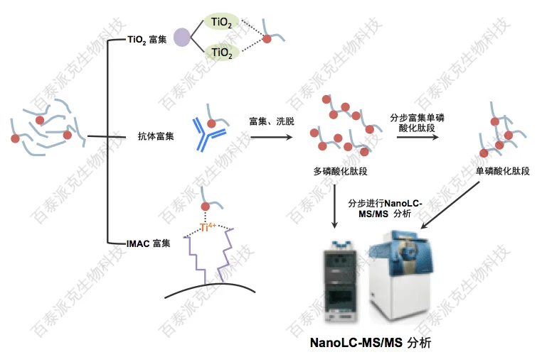 20221219-3749-磷酸化蛋白质组学.png