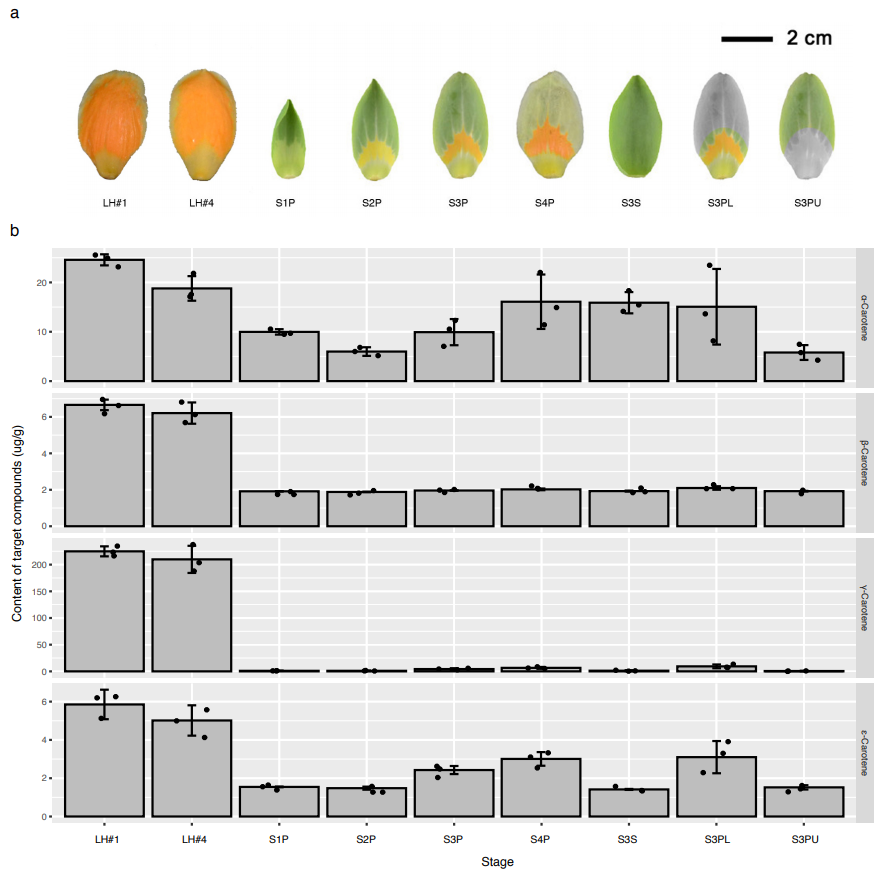20221219-3972-鹅掌楸杂交种花瓣中四种胡萝卜素的含量.png