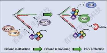 组蛋白甲基化检测