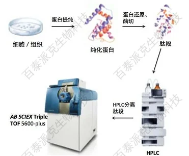 20221219-4589-非靶向蛋白质组学.png