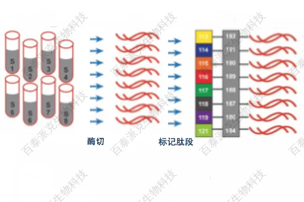 20221219-4893-DIA蛋白组学和iTRAQ蛋白组学.png